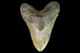 Fossil Megalodon Tooth - South Carolina #127739-1